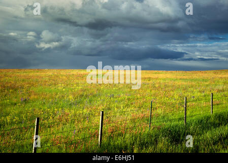 Fence storm clouds, and wildflowers. Zumwaly Prairie Preserve, Oregon