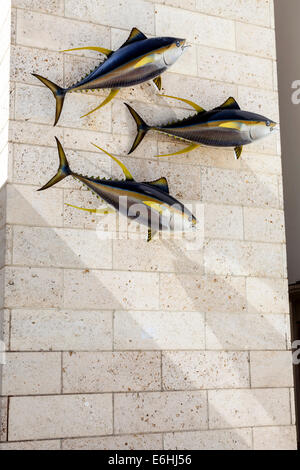 Yellowfin Tuna (Thunnus albacares) mounted on stone wall at IGFA, Fishing Hall Of Fame & Museum located in Dania, Florida, USA Stock Photo