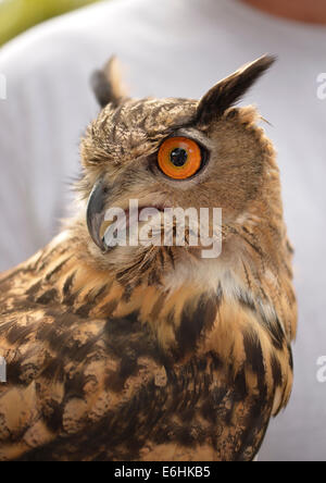 Old Westbury, New York, U.S. - August 23, 2014 - AUGIE, an alert 4-year-old male Eurasian Eagle Owl (Bubo bubo) with large orange eyes, is from WINORR, Wildlife in Need of Rescue and Rehabilitation, at the 54th Annual Long Island Scottish Festival and Highland Games, co-hosted by L. I. Scottish Clan MacDuff, at Old Westbury Gardens. WINORR is run by the Horvaths, licensed animal rehabilitators in North Massapequa. Credit:  Ann E Parry/Alamy Live News Stock Photo