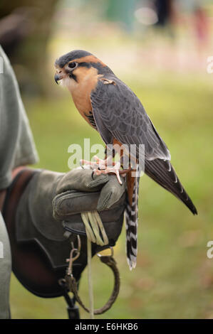 Old Westbury, New York, U.S. - August 23, 2014 - APONE the Aplomado Falcon (Falco femoralis) is from WINORR, Wildlife in Need of Rescue and Rehabilitation, at the 54th Annual Long Island Scottish Festival and Highland Games, co-hosted by L. I. Scottish Clan MacDuff, at Old Westbury Gardens. WINORR is run by the Horvaths, licensed animal rehabilitators in North Massapequa. Credit:  Ann E Parry/Alamy Live News Stock Photo