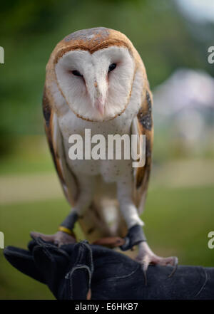 Old Westbury, New York, U.S. - August 23, 2014 - COSMO the Barn Owl (Tyto alba) is from WINORR, Wildlife in Need of Rescue and Rehabilitation, at the 54th Annual Long Island Scottish Festival and Highland Games, co-hosted by L. I. Scottish Clan MacDuff, at Old Westbury Gardens. WINORR is run by the Horvaths, licensed animal rehabilitators in North Massapequa. Credit:  Ann E Parry/Alamy Live News Stock Photo