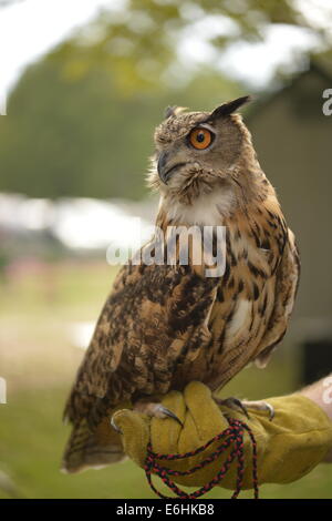 Old Westbury, New York, U.S. - August 23, 2014 - AUGIE, a 4-year-old male Eurasian Eagle Owl (Bubo bubo) with large orange eyes, is from WINORR, Wildlife in Need of Rescue and Rehabilitation, at the 54th Annual Long Island Scottish Festival and Highland Games, co-hosted by L. I. Scottish Clan MacDuff, at Old Westbury Gardens. WINORR is run by the Horvaths, licensed animal rehabilitators in North Massapequa. Credit:  Ann E Parry/Alamy Live News Stock Photo