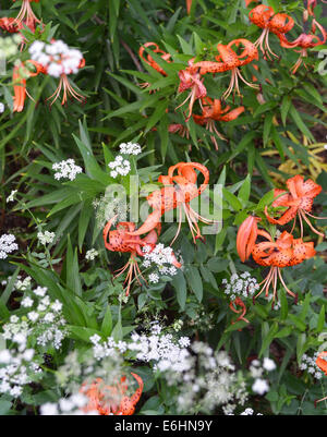 Tiger lilies and small white flowers in garden