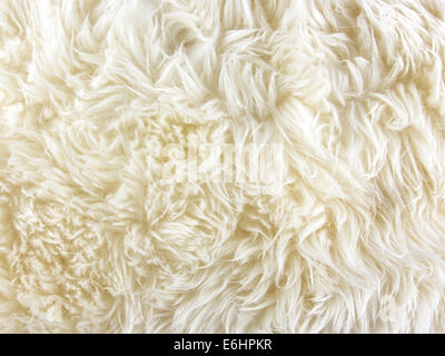 White long hair fur for background or texture Stock Photo