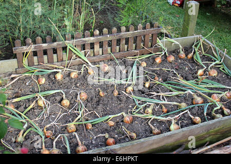 Stuttgarter Riesen organic onions grown in a raised  bed ready to harvest Stock Photo