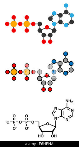 Adenosine diphosphate (ADP) molecule. Plays essential role in energy use and storage in the cell. Stylized 2D renderings and con Stock Photo