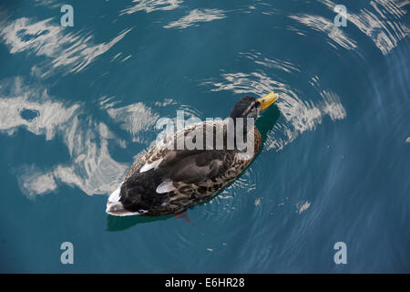 Duck in lake Garda, view from above Stock Photo