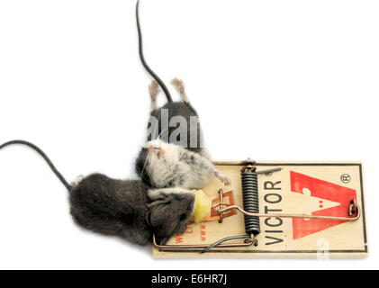 A mouse trap with two dead mice in Stock Photo
