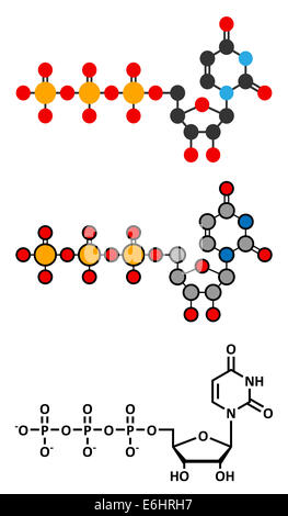 Uridine triphosphate (UTP) nucleotide molecule. Building block of RNA. Stylized 2D renderings and conventional skeletal formula. Stock Photo