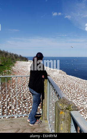 A woman looking at the Northern Gannets (Morus bassanus) in the colony on Bonaventure Island, Gaspesie, Quebec, Canada Stock Photo