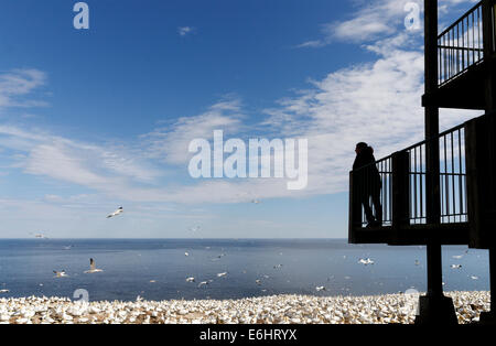 A woman looking at the Northern Gannets (Morus bassanus) in the colony on Bonaventure Island, Gaspesie, Quebec, Canada Stock Photo