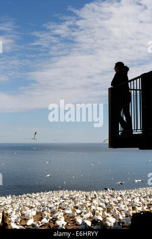 A woman looking at the Northern Gannets (Morus bassanus) in the colony on Bonaventure Island, Gaspesie, Quebec, Canada Stock Photo