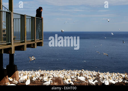 A woman looking at the Northern Gannets (Morus bassanus) in the colony on Bonaventure Island, Gaspesie, Quebec, Canada Stock Photo