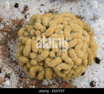 Brain cactus (Mammillaria elongata) Stock Photo