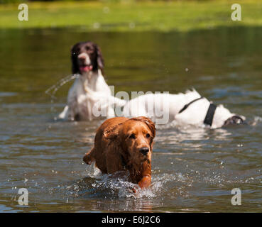 Spaniels in water Stock Photo