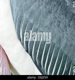 Texture abstract background, feathers of Greater Adjutant (Leptoptilos dubius) Stock Photo