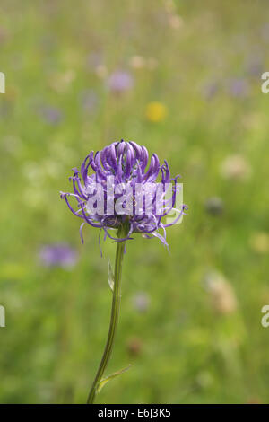 Round-headed rampion, 'flower of Sussex' Stock Photo