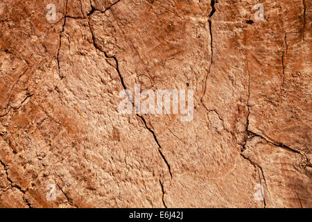 Wood texture of cut tree trunk, closeup Stock Photo