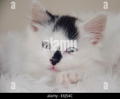 Cute kitten posing for the camera Stock Photo