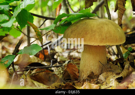 Boletus edulis, commonly known as the porcini (as well as penny bun, porcino or cep) Stock Photo