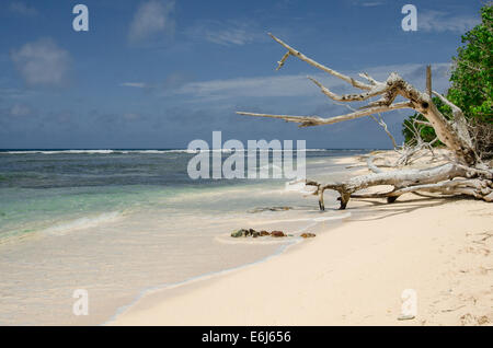 Aged wood rests on a sandy beach in St. John in the Virgin Islands Stock Photo