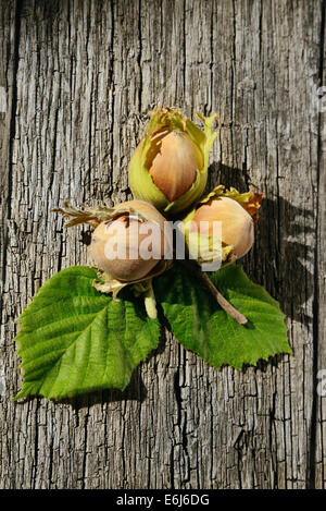 Three hazelnuts on wooden background freshly picked from a tree Stock Photo