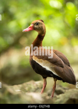 Beautiful Black-bellied Whistling  Tree Duck in Mexico Stock Photo