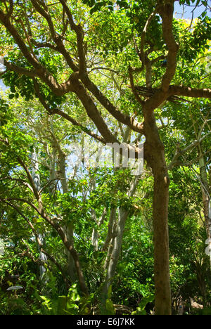 Parker Aviary, San Diego Zoo, Balboa Park, San Diego, California Stock Photo