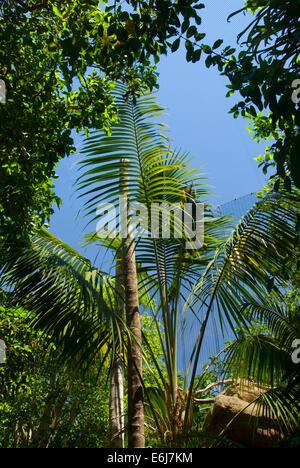 Parker Aviary, San Diego Zoo, Balboa Park, San Diego, California Stock Photo