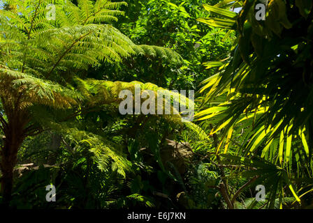 Parker Aviary, San Diego Zoo, Balboa Park, San Diego, California Stock Photo