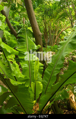 Parker Aviary, San Diego Zoo, Balboa Park, San Diego, California Stock Photo