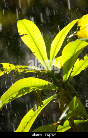 Aviary landscaping, Scripps Aviary,  San Diego Zoo, Balboa Park, San Diego, California Stock Photo