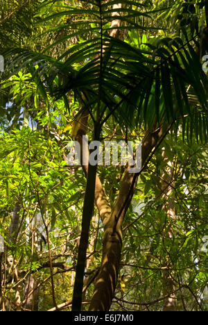 Aviary landscaping, Scripps Aviary,  San Diego Zoo, Balboa Park, San Diego, California Stock Photo