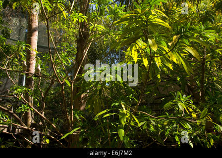 Aviary landscaping, Scripps Aviary,  San Diego Zoo, Balboa Park, San Diego, California Stock Photo