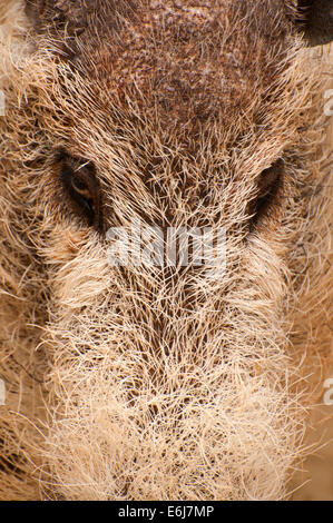 Bornean bearded pig (Sus barbatus), San Diego Zoo, Balboa Park, San Diego, California Stock Photo