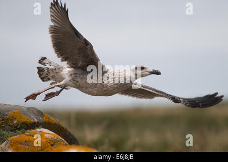 Juvenile Great Black-Backed Gull Taking Off On The Saltee Islands, Ireland Stock Photo