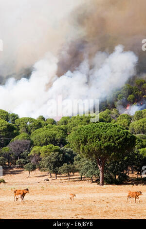 Fire forest in Sierra de Gredos mountain, Avila Stock Photo