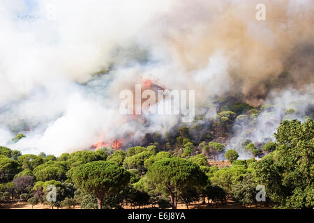 Fire forest in Sierra de Gredos mountain, Avila Stock Photo
