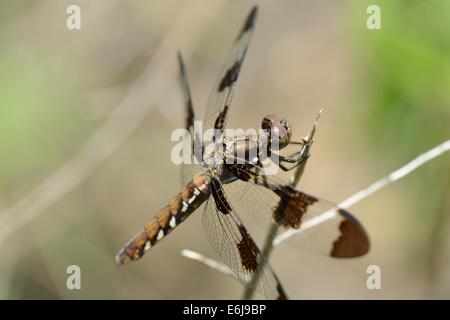 Female Twelve-spotted Skimmer Resting on a plant after a busy flight. Stock Photo