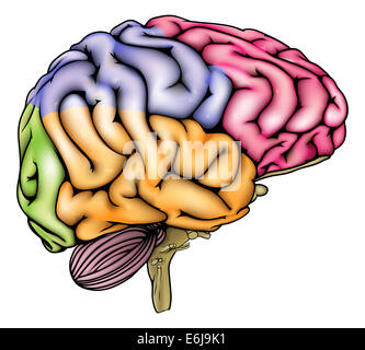 An illustration or anatomy diagram of an anatomically correct human brain with different sections in different colors Stock Photo