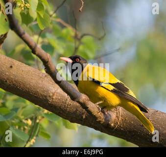 A male Black-Headed Oriole Stock Photo