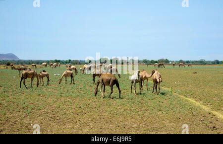 Herd of camels in Rajesthan, India Stock Photo