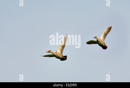 Spot Billed Ducks in flight Stock Photo