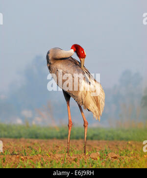 Adult sarus crane preening himself, a close up shot Stock Photo