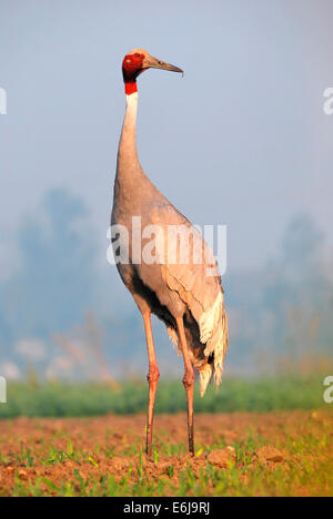 Healthy adult male sarus standing tall Stock Photo