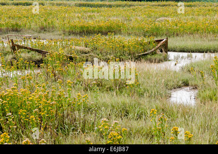Rotting boat surrounded by Golden Samphire in the saltmarsh at Leigh on Sea, Essex Stock Photo