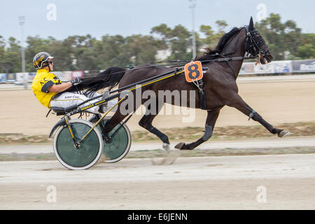 Trotting Marsa race track Valletta Stock Photo