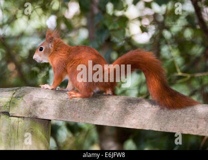 European Red Squirrel (sciurus vulgaris) Stock Photo