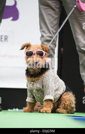 Spitalfields Market, London, UK. 25th Aug, 2014. The capital's snazziest dressed canines strut their stuff at the Paw Pageant 2014 fashion show. The Bank Holiday event took place at Old Spitalfields Market to raise funds for the Battersea Dog and Cats Home while their admiring owners looked on. Credit:  Lee Thomas/Alamy Live News Stock Photo