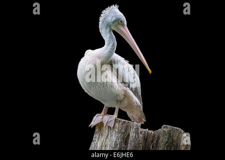pelican portrait isolated on black background